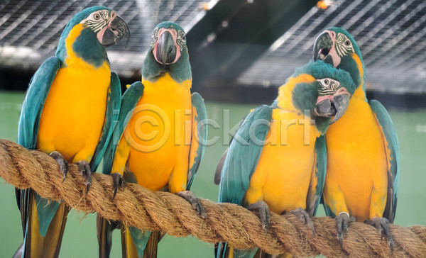 사람없음 JPG 포토 해외이미지 금강앵무새 노란색 밧줄 여러마리 자연 청록색