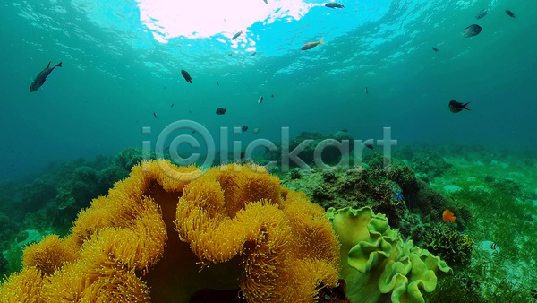 사람없음 JPG 포토 해외이미지 말미잘 바다 바닷속 수중 수중사진 수중식물 어류 자연 풍경(경치)