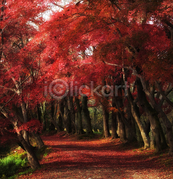사람없음 JPG 포토 해외이미지 가을(계절) 길 단풍 단풍나무 빨간색 야외 주간 풍경(경치)