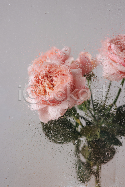 사람없음 JPG 포토 해외이미지 꽃 두송이 물방울 분홍색 실내 장미