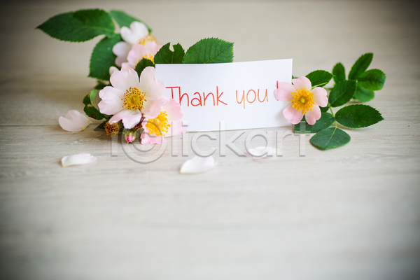 감사 사랑 사람없음 JPG 비네팅 포토 해외이미지 꽃 꽃잎 레터링 백그라운드 사각형 잎 종이 프레임