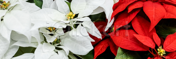 축하 사람없음 JPG 포토 해외이미지 12월 겨울 계절 고립 기념 꽃 꽃무늬 꽃잎 내추럴 냄비 벚꽃 별 빨간색 선물 세일 시장 식물 신용카드 심볼 잎 자연 장식 전통 정원 축제 컬러풀 크리스마스 포인세티아 해외포토 해피뉴이어 휴가 흰색