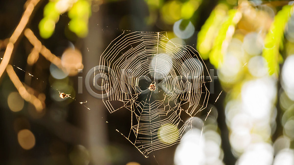 사람없음 JPG 포토 해외이미지 가을(계절) 거미 거미줄 나무 나뭇가지 노란색 백그라운드 벽지 빛 숲 슛 시골 야외 웹 자연 태양 해외202004 햇빛 황금 휴가