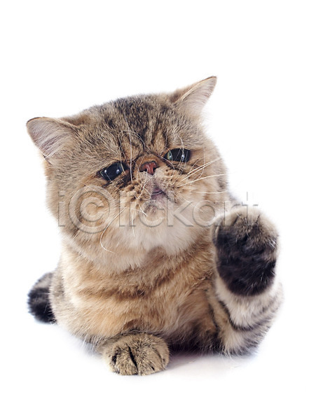 사람없음 JPG 포토 해외이미지 1 고양이 놀이 동물 반려동물 얼룩무늬 이국적 해외202004 회색 흰배경