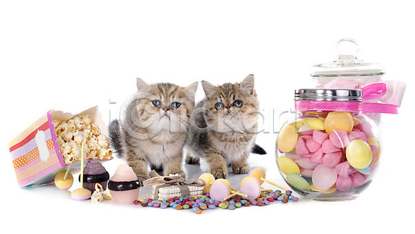 사람없음 JPG 포토 해외이미지 2 갈색 고양이 동물 디저트 마시멜로우 반려동물 사탕 생일 은색 음식 해외202004 흰배경