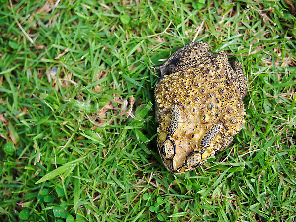 사람없음 JPG 포토 해외이미지 갈색 개구리 동물 두꺼비 밭 숲 야생동물 양서류 여름(계절) 응시 자연 작음 초록색 큼 파충류 해외202004