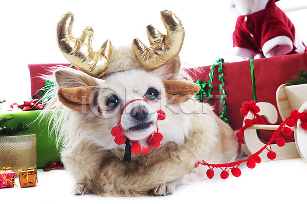 유머 사람없음 JPG 포토 해외이미지 12월 강아지 개 계절 동물 반려동물 빨간색 선물 썰매 이벤트의상 장식 치와와 컨셉 크리스마스 해외202004