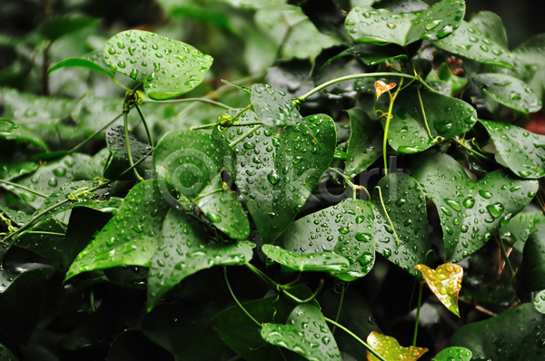 사람없음 JPG 아웃포커스 포토 해외이미지 빗방울 아이비 야외 잎 젖음 주간