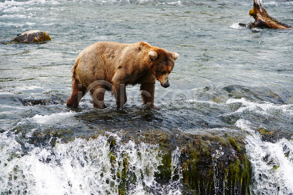 사람없음 JPG 포토 해외이미지 강 곰 야생동물 야외 주간 폭포 한마리
