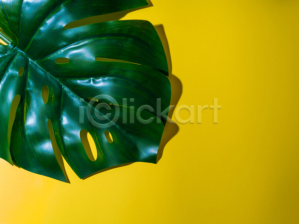 사람없음 JPG 포토 해외이미지 노란배경 몬스테라 실내 열대잎