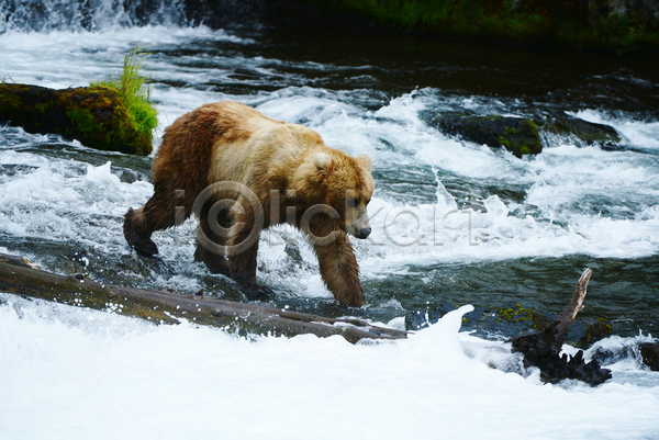 사람없음 JPG 포토 해외이미지 강 걷기 곰 야생동물 야외 주간 폭포 한마리