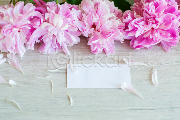 감사 사랑 사람없음 JPG 포토 해외이미지 꽃잎 레터링 백그라운드 분홍색 작약 종이 카피스페이스 프레임