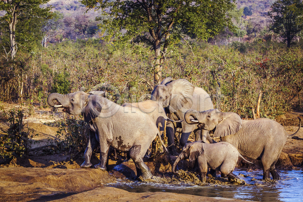 보호 군중 사람없음 JPG 포토 해외이미지 가로 가족 국립공원 그룹 남아프리카 동물 마시기 멸종위기 모션 보츠와나 보호구역 사파리 아프리카 야생동물 자연 코끼리 포유류 황무지