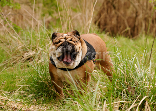 산책 사람없음 JPG 포토 해외이미지 강아지 반려견 반려동물 야외 잉글리쉬불독 잔디 주간 한마리