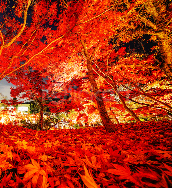 사람없음 JPG 포토 해외이미지 가을(계절) 낙엽 단풍 단풍나무 빨간색 야간 야외 풍경(경치)