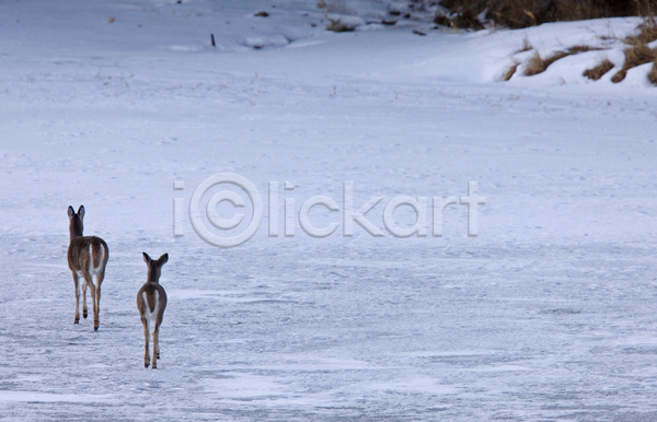 사람없음 JPG 포토 해외이미지 걷기 두마리 빙판 사슴 설원 야생동물 야외 주간