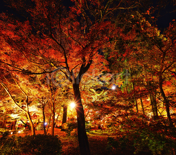 사람없음 JPG 포토 해외이미지 가을(계절) 단풍 단풍나무 야간 야외 풍경(경치)