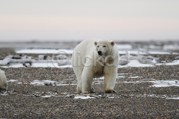사람없음 JPG 아웃포커스 포토 해외이미지 곰 백곰 북극곰 야생동물 야외 주간 한마리