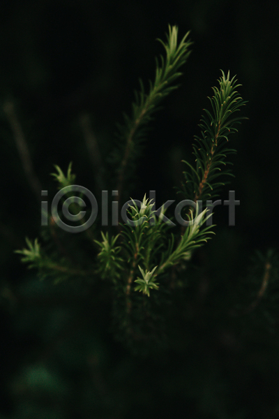 사람없음 JPG 아웃포커스 포토 해외이미지 백그라운드 어둠 잎 자연 초록색 풀(식물)