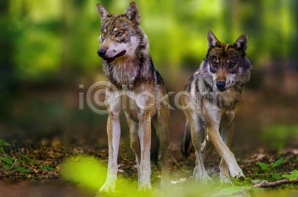 사람없음 JPG 소프트포커스 아웃포커스 포토 해외이미지 늑대 두마리 야생동물 야외 주간