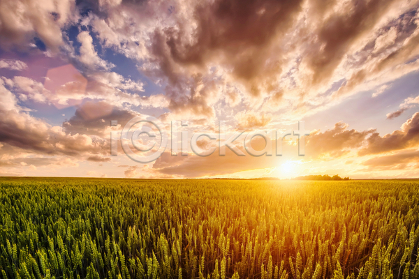사람없음 JPG 포토 해외이미지 구름(자연) 농경지 밀밭 야외 일몰 자연 태양 풍경(경치) 하늘 햇빛