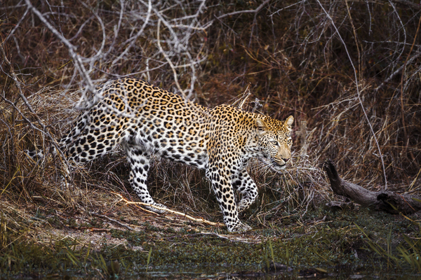 사람없음 JPG 포토 해외이미지 강가 남아프리카 맹수 보츠와나 숲 야생동물 야외 응시 자연 주간 표범 한마리