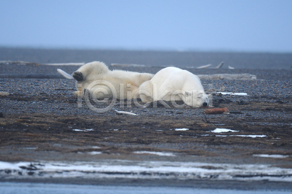 사람없음 JPG 포토 해외이미지 곰 눕기 두마리 백곰 북극곰 야생동물 야외 잠 주간
