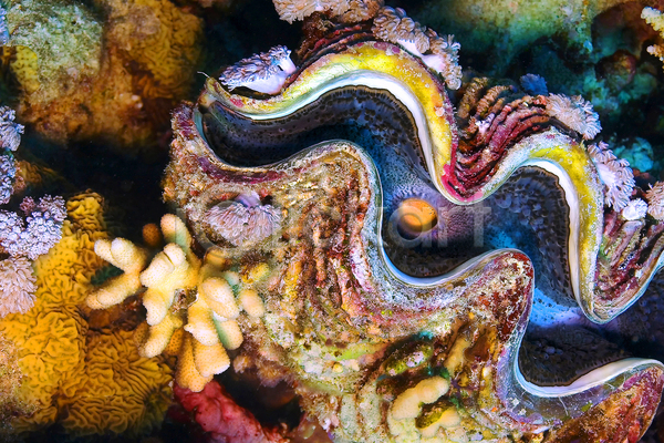 사람없음 JPG 포토 해외이미지 대왕조개 바다 바닷속 수중 수중사진 자연
