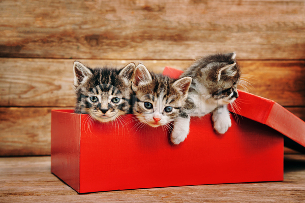 호기심 사람없음 JPG 포토 해외이미지 3 가방 고양이 동물 목재 반려동물 백그라운드 빨간색 상자 솜털 얼룩무늬 자연 작음 줄무늬 포유류 흰색