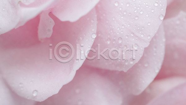 사람없음 JPG 근접촬영 포토 해외이미지 꽃잎 분홍색 이슬 장미