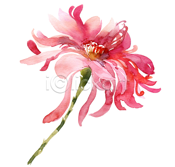 사람없음 JPG 일러스트 포토 해외이미지 국화 그림 꽃 분홍색 손그림 수채화(물감) 한송이