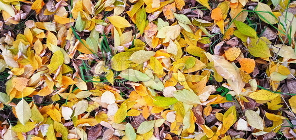 떨어짐 사람없음 JPG 포토 하이앵글 해외이미지 10월 11월 9월 가로 계절 나무 내추럴 노란색 단풍 땅 땅바닥 목재 백그라운드 벽지 뷰티 식물 야외 오렌지 잎 자연 질감 카펫 카피스페이스 컬러풀 해외포토 황금