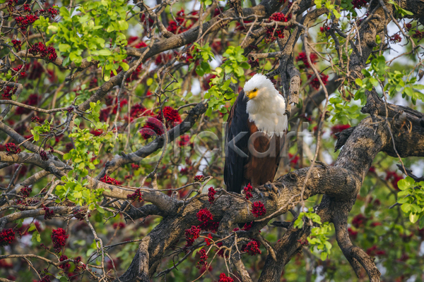 사람없음 JPG 포토 해외이미지 국립공원 독수리 야생동물 야외 주간 흰머리독수리