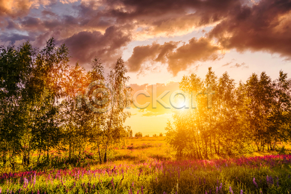 사람없음 JPG 포토 해외이미지 구름(자연) 꽃밭 나무 야외 일몰 자연 초원(자연) 태양 풍경(경치) 하늘 햇빛