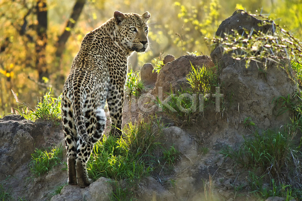 사람없음 JPG 아웃포커스 포토 해외이미지 남아프리카 맹수 바위 보츠와나 야생동물 야외 응시 자연 주간 표범 한마리 햇빛