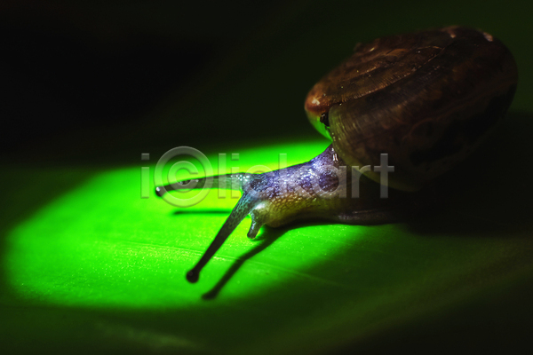 사람없음 JPG 근접촬영 포토 해외이미지 검은배경 달팽이(동물) 빛 실내 어둠 잎 한마리