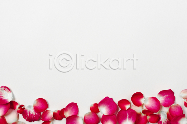사람없음 JPG 포토 하이앵글 해외이미지 꽃잎 실내 장미 카피스페이스 흰배경