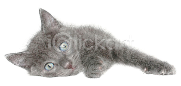 사람없음 JPG 포토 해외이미지 고립 고양이 노려봄 동물 반려동물 섬광 작음 해외포토 회색