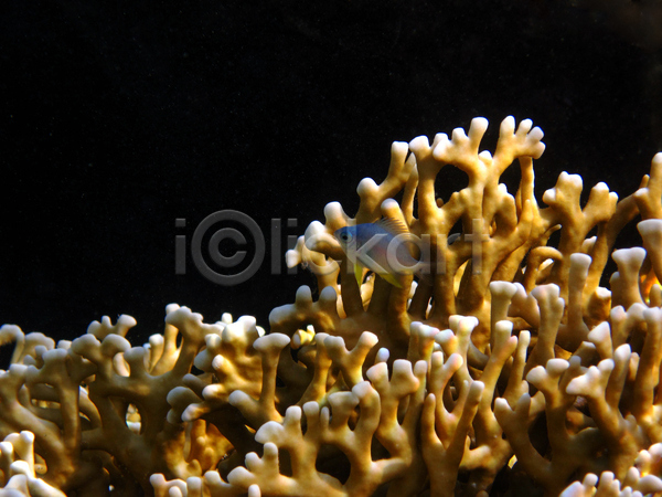 사람없음 JPG 포토 해외이미지 산호 어류 자연 한마리