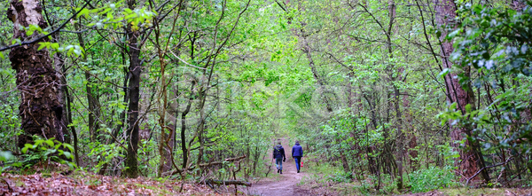 산책 신선 침묵 휴식 남자 사람없음 JPG 포토 해외이미지 2 계절 공원 구름 그늘 나무 내추럴 네덜란드 맑음 모래 목재 백그라운드 봄 수평선 숲 야외 여행 잎 자연 파란색 풍경 하늘 하이킹 해외포토