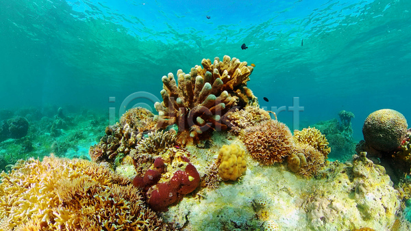 사람없음 JPG 포토 해외이미지 바다 바닷속 산호초 수중 수중사진 자연 풍경(경치)