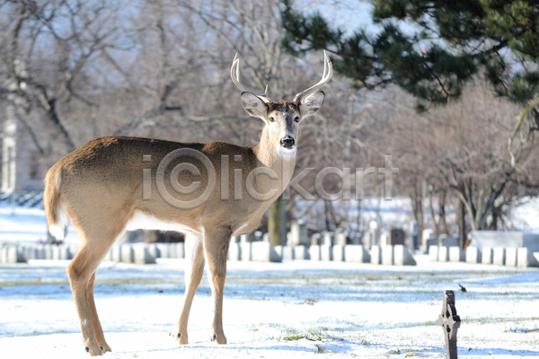 사람없음 JPG 포토 해외이미지 겨울 뿔 사슴 야생동물 야외 주간