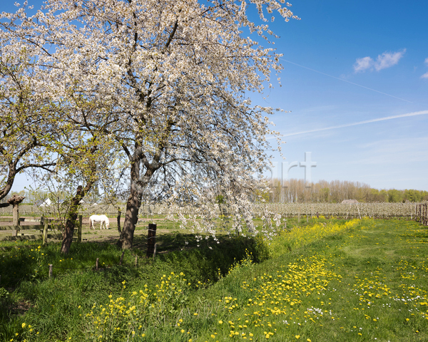 사람없음 JPG 포토 해외이미지 나무 봄 봄꽃 야외 자연 주간 풍경(경치) 하늘