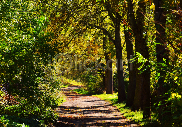 사람없음 JPG 포토 해외이미지 가을(계절) 나무 숲길 야외 주간 풍경(경치)