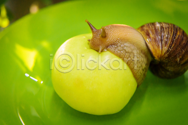 사람없음 JPG 근접촬영 포토 해외이미지 달팽이(동물) 먹기 실내 청사과 한마리