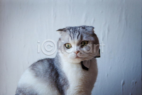 귀여움 사람없음 JPG 비네팅 포토 해외이미지 고양이 나비넥타이 반려동물 반려묘 스코티시폴드 실내 응시 한마리