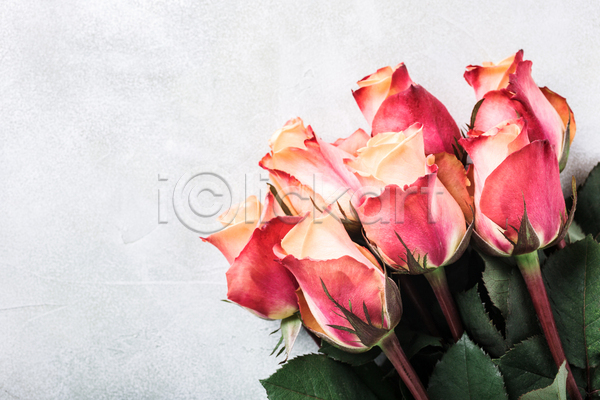 사람없음 JPG 포토 하이앵글 해외이미지 꽃 백그라운드 분홍색 스튜디오촬영 잎 장미