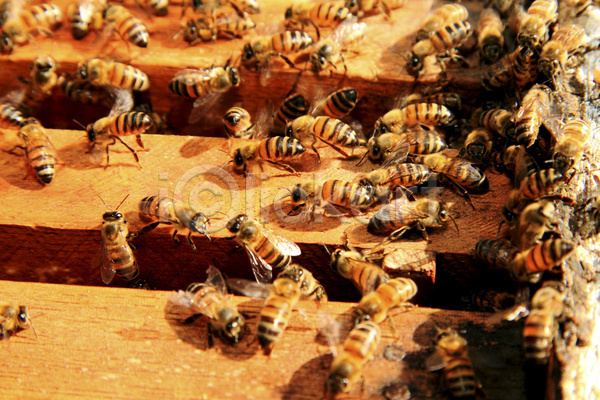 사람없음 JPG 포토 해외이미지 꿀 꿀벌 벌(곤충) 벌집 양봉 양봉장