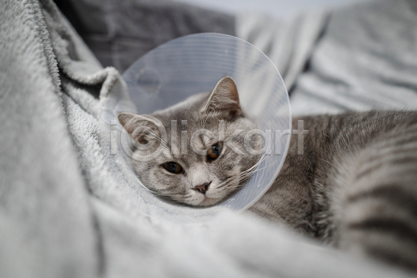 휴식 사람없음 JPG 소프트포커스 아웃포커스 포토 해외이미지 고양이 깔대기 눕기 동물병원 실내 한마리