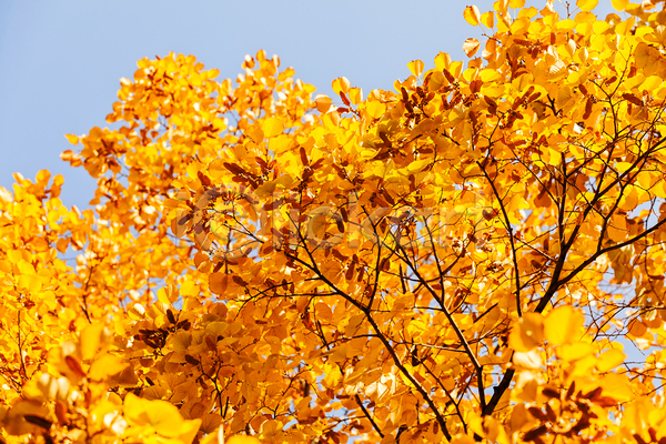 사람없음 JPG 포토 해외이미지 가을(계절) 가을풍경 노란색 백그라운드 야외 은행나무 은행잎 자연 주간 풍경(경치)